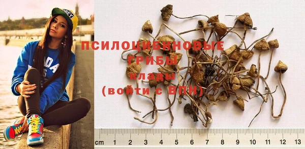 крисы Белокуриха