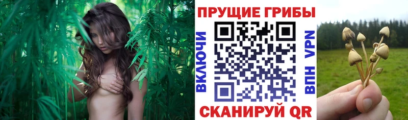 Псилоцибиновые грибы GOLDEN TEACHER блэк спрут tor Гай что такое наркотик
